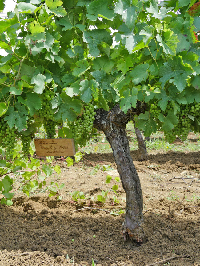 Виноградник на урожай